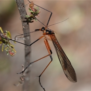 Harpobittacus australis at Hall, ACT - 29 Sep 2024 10:44 AM