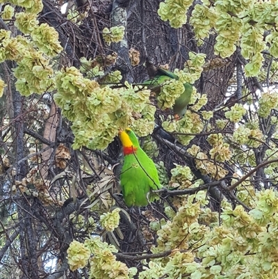 Polytelis swainsonii (Superb Parrot) at Giralang, ACT - 29 Sep 2024 by Esther