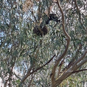 Corcorax melanorhamphos at Giralang, ACT - 29 Sep 2024