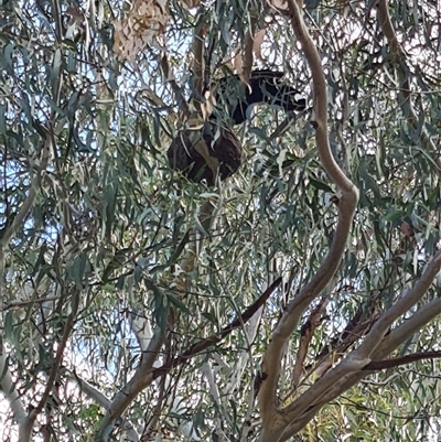 Corcorax melanorhamphos (White-winged Chough) at Giralang, ACT - 29 Sep 2024 by Esther