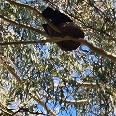 Corcorax melanorhamphos at Giralang, ACT - 29 Sep 2024