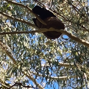 Corcorax melanorhamphos at Giralang, ACT - 29 Sep 2024