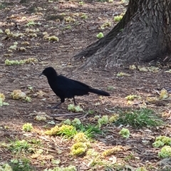 Corcorax melanorhamphos at Giralang, ACT - 29 Sep 2024