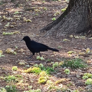 Corcorax melanorhamphos at Giralang, ACT - 29 Sep 2024