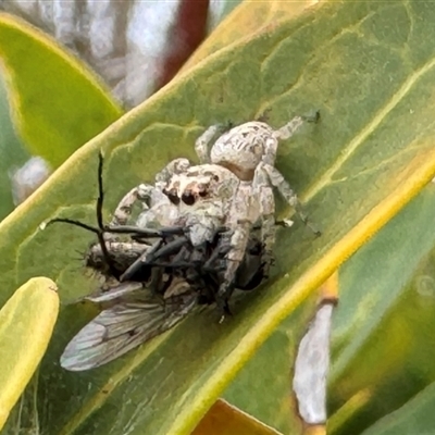 Opisthoncus sp. (genus) (Unidentified Opisthoncus jumping spider) at Burradoo, NSW - 29 Sep 2024 by GlossyGal