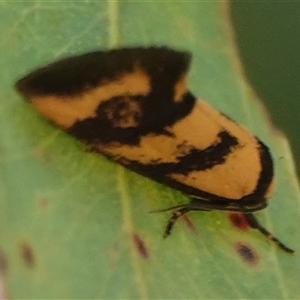 Olbonoma triptycha at Hall, ACT - 28 Sep 2024 04:08 PM