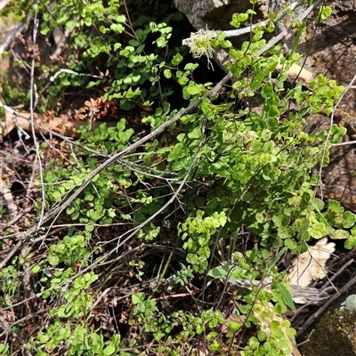 Adiantum aethiopicum (Common Maidenhair Fern) at Uriarra Village, ACT - 29 Sep 2024 by BethanyDunne