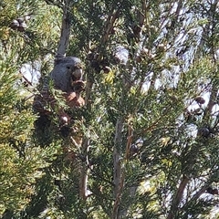 Callocephalon fimbriatum (Gang-gang Cockatoo) at Uriarra Village, ACT - 29 Sep 2024 by BethanyDunne