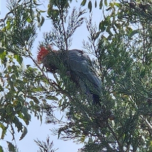 Callocephalon fimbriatum at Uriarra Village, ACT - 29 Sep 2024