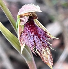 Calochilus platychilus (Purple Beard Orchid) at Blue Mountains National Park, NSW - 29 Sep 2024 by Clarel