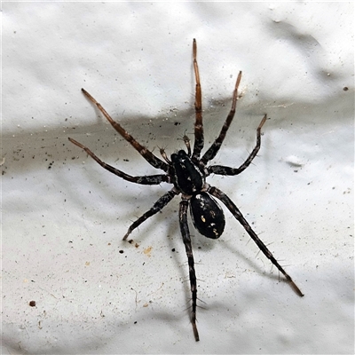 Nyssus coloripes (Spotted Ground Swift Spider) at Hawker, ACT - 28 Sep 2024 by sangio7