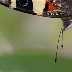 Vanessa itea (Yellow Admiral) at Symonston, ACT - 29 Sep 2024 by rawshorty