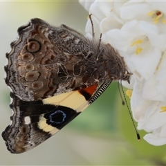 Vanessa itea at Symonston, ACT - 29 Sep 2024 12:47 PM