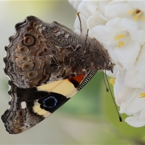 Vanessa itea at Symonston, ACT - 29 Sep 2024 12:47 PM