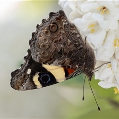 Vanessa itea at Symonston, ACT - 29 Sep 2024 12:47 PM