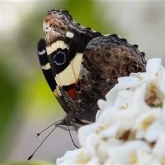 Vanessa itea at Symonston, ACT - 29 Sep 2024 12:47 PM