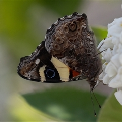 Vanessa itea at Symonston, ACT - 29 Sep 2024 12:47 PM