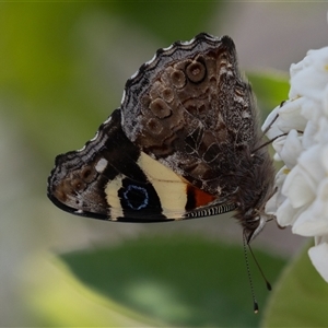 Vanessa itea at Symonston, ACT - 29 Sep 2024 12:47 PM