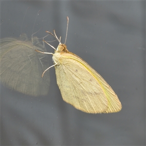 Eurema herla at Downer, ACT - 29 Sep 2024 02:07 PM