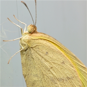 Eurema herla at Downer, ACT - 29 Sep 2024 02:07 PM