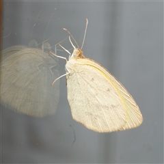 Eurema herla at Downer, ACT - 29 Sep 2024 02:07 PM