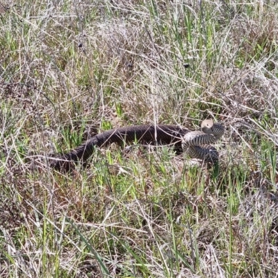 Pseudonaja textilis (Eastern Brown Snake) at Yarralumla, ACT - 29 Sep 2024 by jpittock