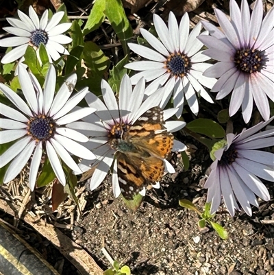 Vanessa kershawi (Australian Painted Lady) at Gowrie, ACT - 29 Sep 2024 by BruceG