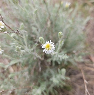 Vittadinia gracilis (New Holland Daisy) at Googong, NSW - 29 Sep 2024 by BrianSummers