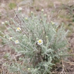 Vittadinia gracilis at Googong, NSW - 29 Sep 2024 03:25 PM