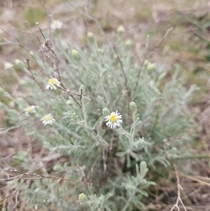 Vittadinia gracilis at Googong, NSW - 29 Sep 2024 03:25 PM