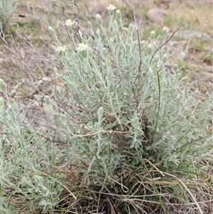 Vittadinia gracilis at Googong, NSW - 29 Sep 2024 03:25 PM