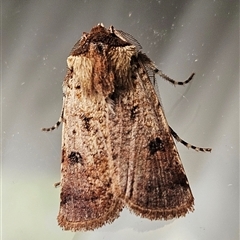 Agrotis porphyricollis (Variable Cutworm) at Hawker, ACT - 28 Sep 2024 by sangio7