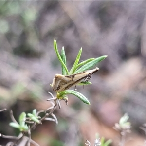 Thema macroscia at Bungendore, NSW - 29 Sep 2024