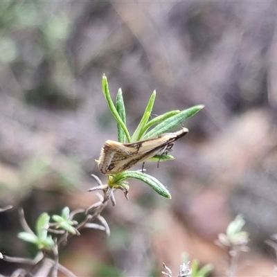 Thema macroscia (A concealer moth) at Bungendore, NSW - 29 Sep 2024 by clarehoneydove