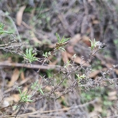 Thema macroscia at Bungendore, NSW - suppressed