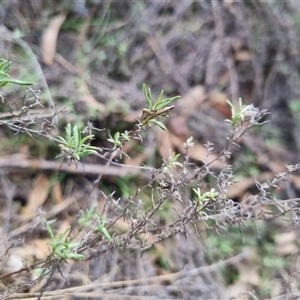 Thema macroscia at Bungendore, NSW - 29 Sep 2024