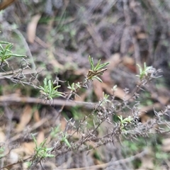 Thema macroscia at Bungendore, NSW - suppressed