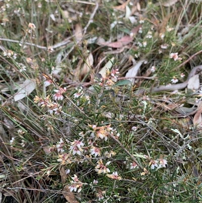 Lissanthe strigosa subsp. subulata (Peach Heath) at Kaleen, ACT - 26 Sep 2024 by jbuddee