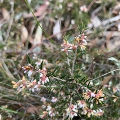 Lissanthe strigosa subsp. subulata at Kaleen, ACT - 26 Sep 2024 05:16 PM