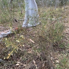 Acacia genistifolia at Kaleen, ACT - 26 Sep 2024 05:19 PM