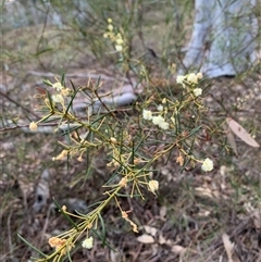 Acacia genistifolia at Kaleen, ACT - 26 Sep 2024 05:19 PM