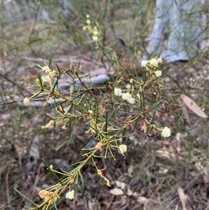 Acacia genistifolia at Kaleen, ACT - 26 Sep 2024 05:19 PM