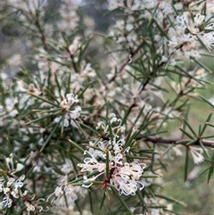 Hakea decurrens subsp. decurrens (Bushy Needlewood) at Kaleen, ACT - 26 Sep 2024 by jbuddee