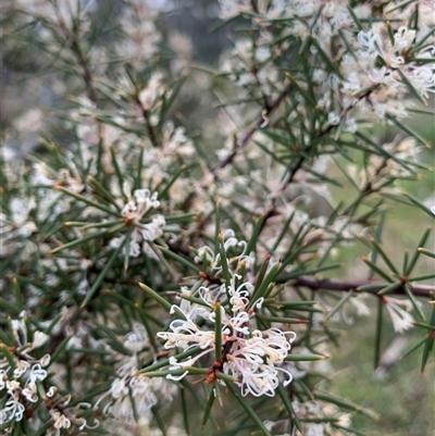 Hakea decurrens subsp. decurrens (Bushy Needlewood) at Kaleen, ACT - 26 Sep 2024 by jbuddee