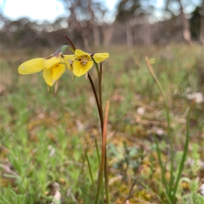 Diuris chryseopsis (Golden Moth) at Kaleen, ACT - 26 Sep 2024 by jbuddee