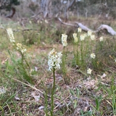 Stackhousia monogyna (Creamy Candles) at Kaleen, ACT - 26 Sep 2024 by jbuddee