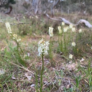 Stackhousia monogyna at Kaleen, ACT - 26 Sep 2024