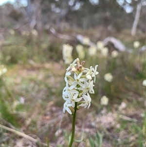 Stackhousia monogyna at Kaleen, ACT - 26 Sep 2024 05:22 PM