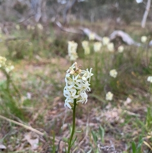 Stackhousia monogyna at Kaleen, ACT - 26 Sep 2024 05:22 PM