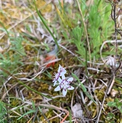 Wurmbea dioica subsp. dioica (Early Nancy) at Kaleen, ACT - 26 Sep 2024 by jbuddee